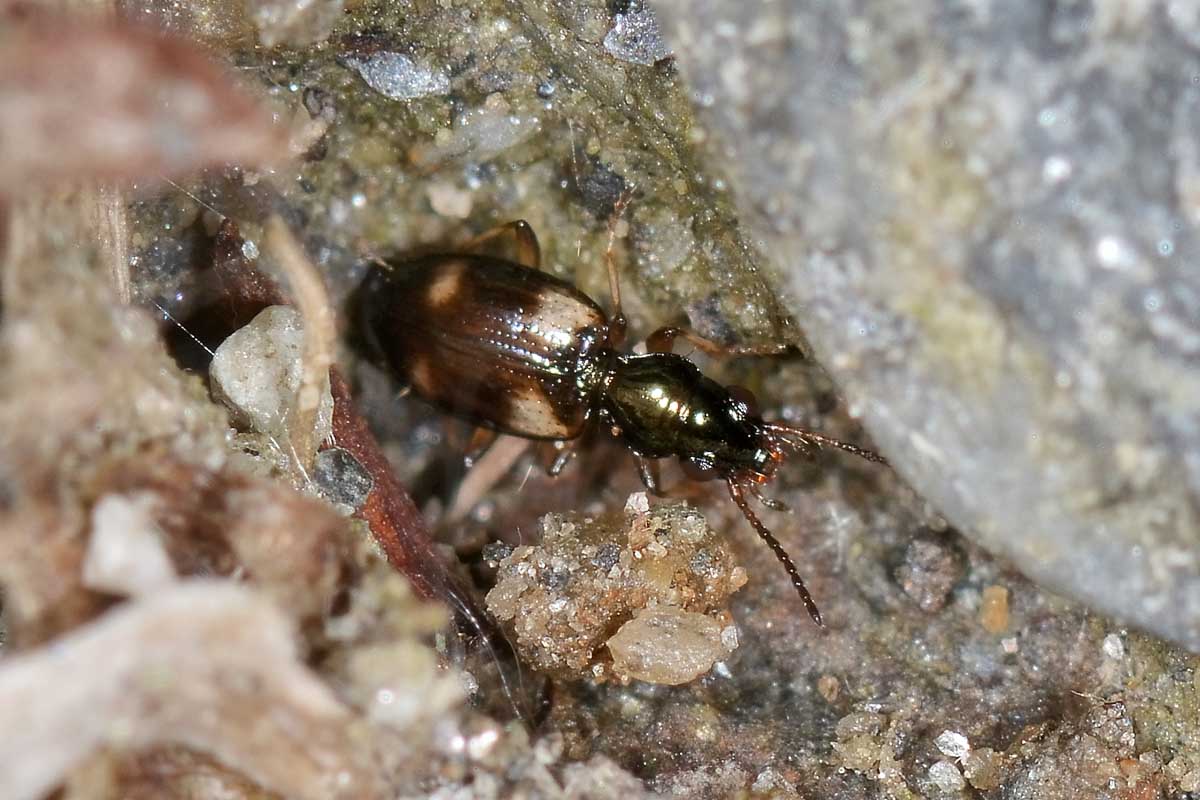 Bembidion quadrimaculatum, Carabidae